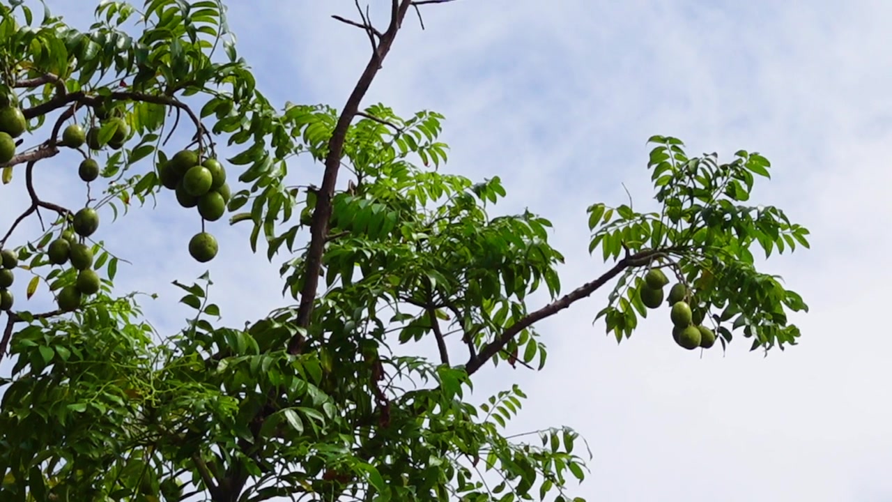罗望子树上悬挂的果实。高高挂在天上，绿色的罗望子酸果，背景为天空。视频素材画面4