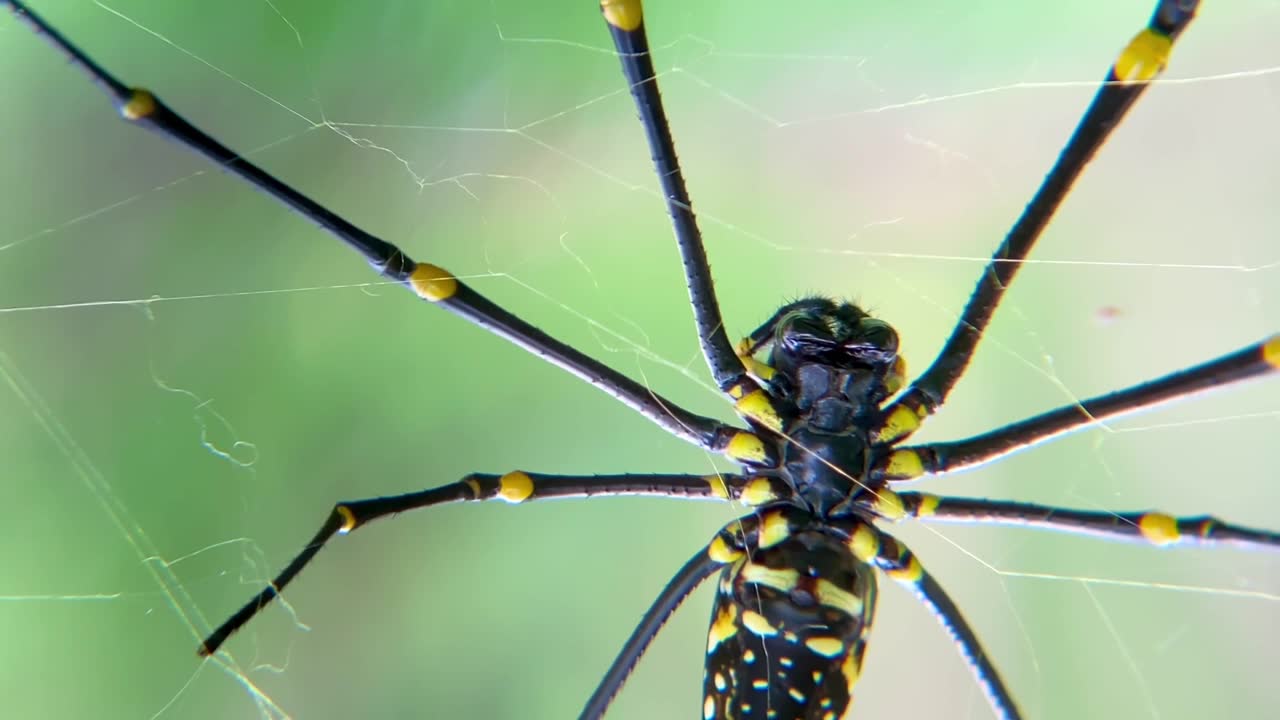 宏观视频：一只巨大的金色圆网蛛（Nephila Pilipes）在绿色森林环境中，于网上用触肢清洁其螯肢的腹面视角视频素材画面1
