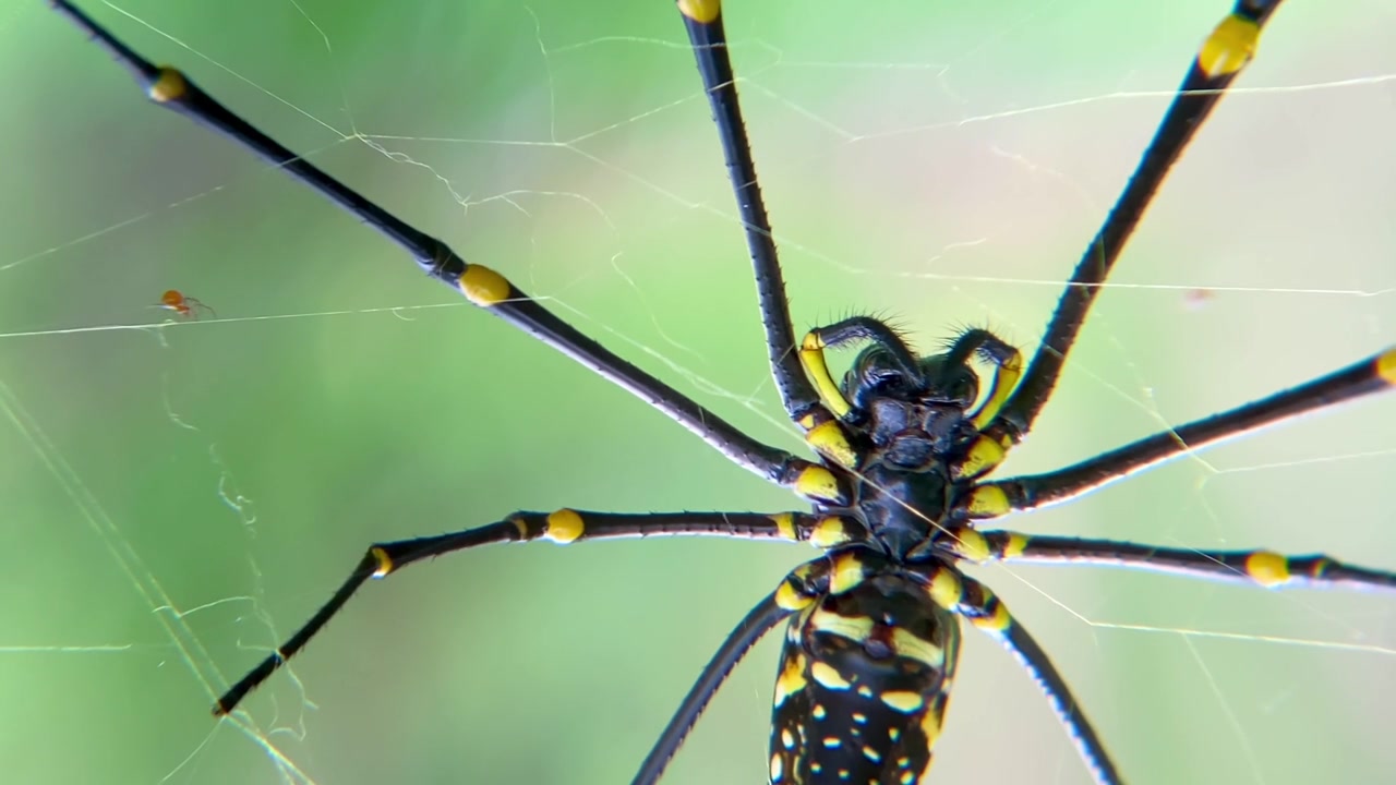 宏观视频：一只巨大的金色圆网蛛（Nephila Pilipes）在绿色森林环境中，于网上用触肢清洁其螯肢的腹面视角视频素材画面3