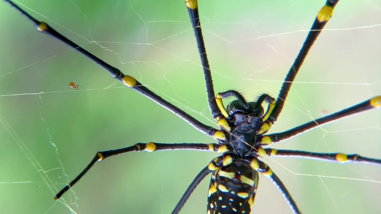 宏观视频：一只巨大的金色圆网蛛（Nephila Pilipes）在绿色森林环境中，于网上用触肢清洁其螯肢的腹面视角视频素材画面4