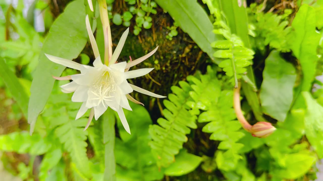 鱼骨仙人面兰开花视频素材画面1