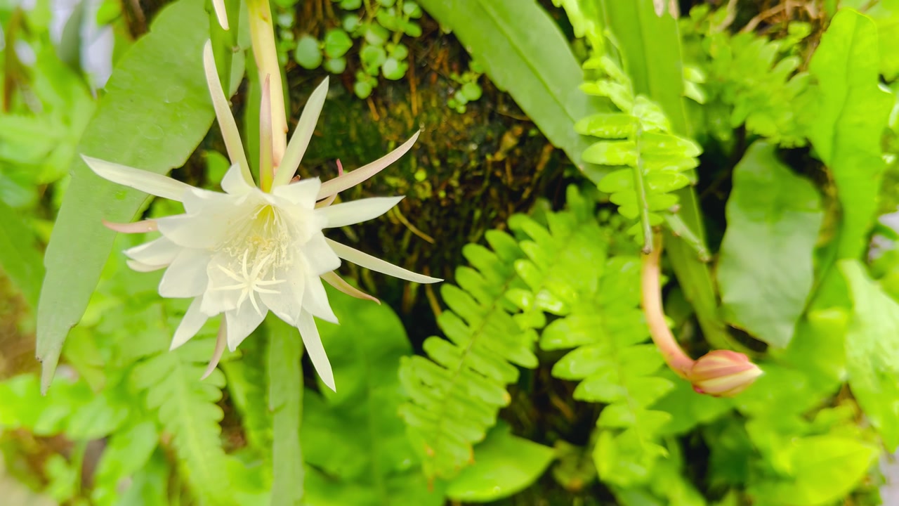 鱼骨仙人面兰开花视频素材画面2