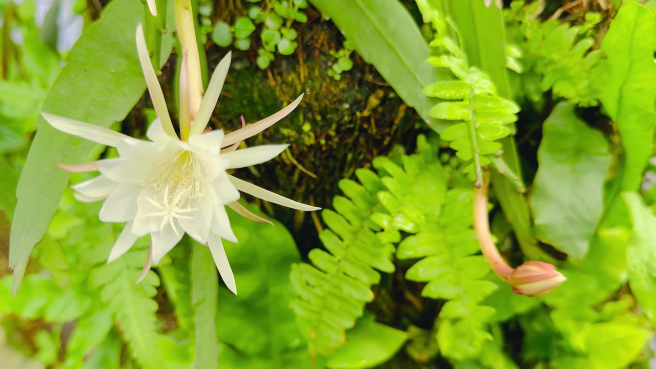 鱼骨仙人面兰开花视频素材画面3