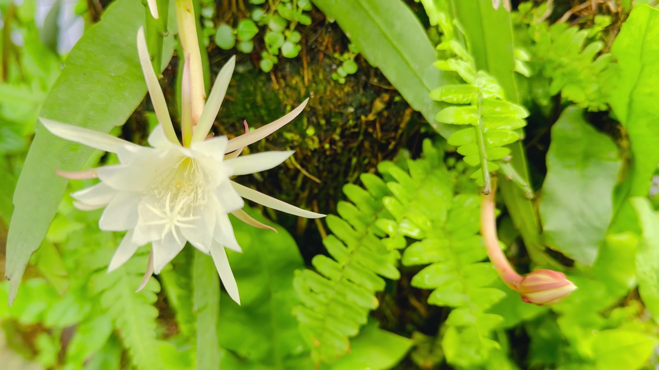 鱼骨仙人面兰开花视频素材画面4