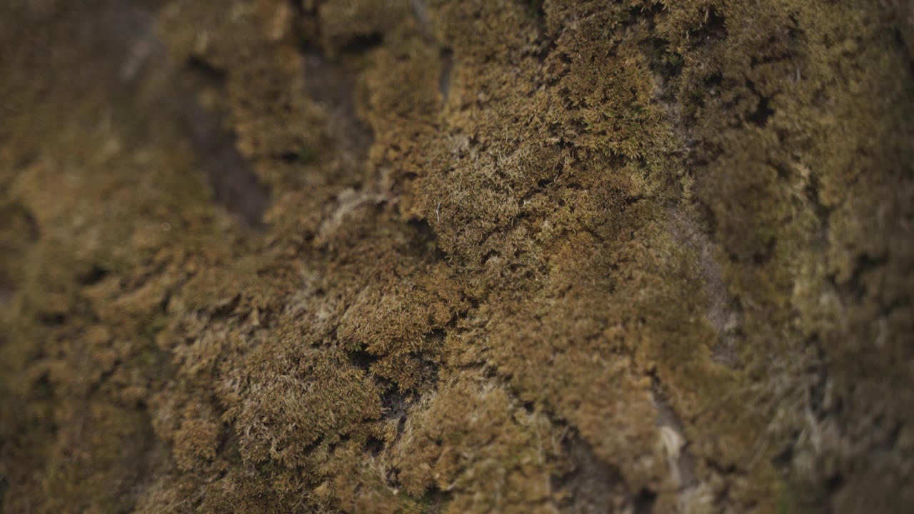 由于山区降雨，苔藓长期积累在石头上。视频素材画面1