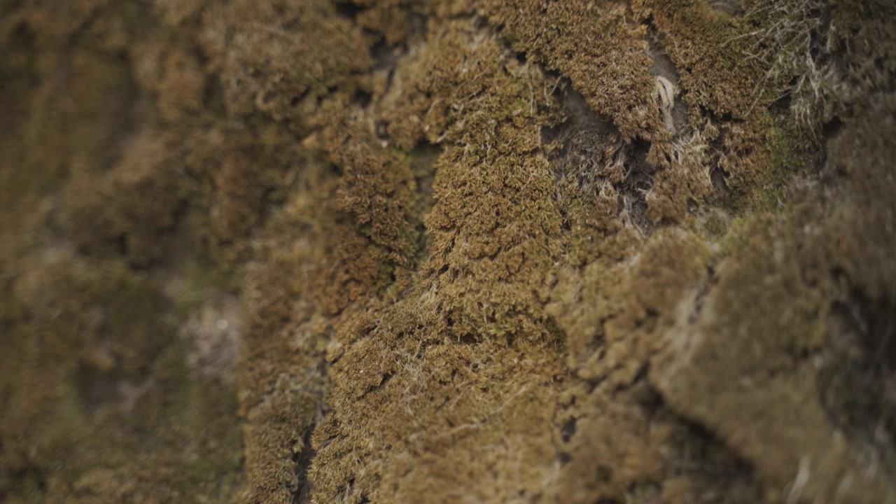 由于山区降雨，苔藓长期积累在石头上。视频素材画面3