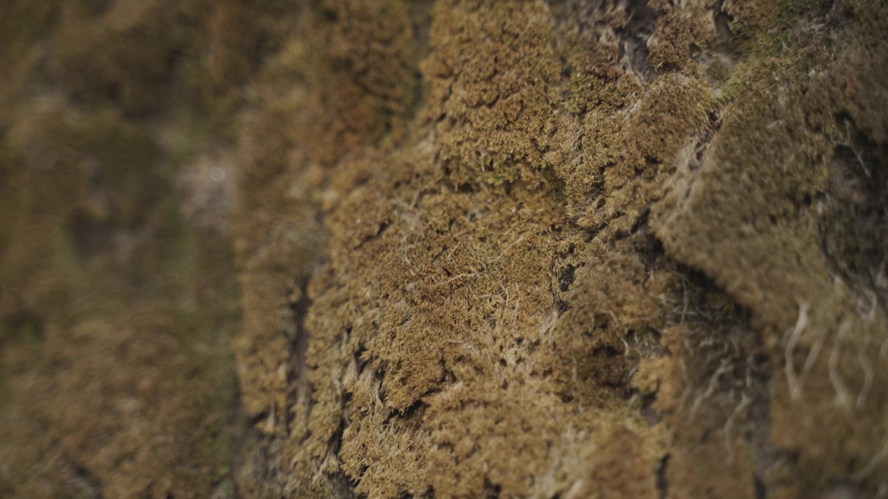 由于山区降雨，苔藓长期积累在石头上。视频素材画面4