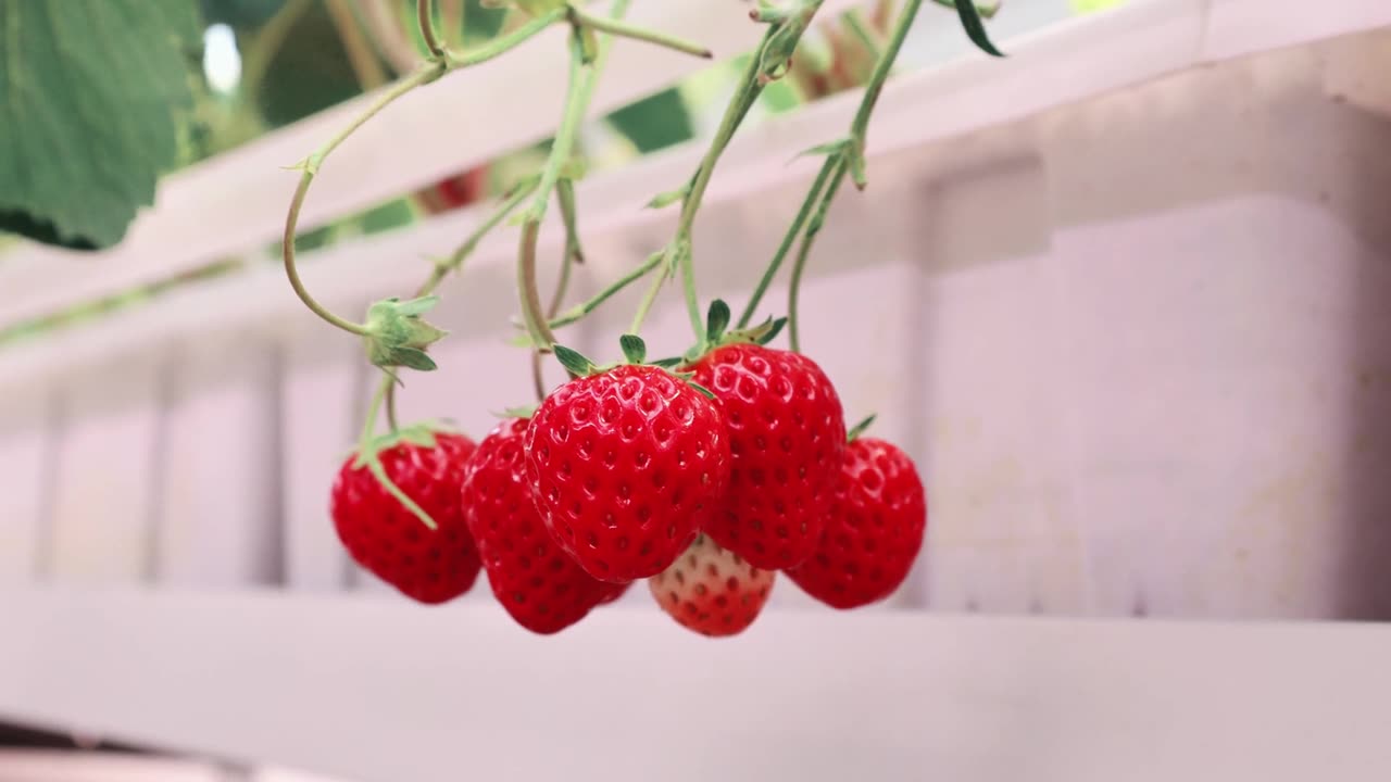 一簇半红不红的草莓在恒温农场里轻轻摇曳视频素材画面1
