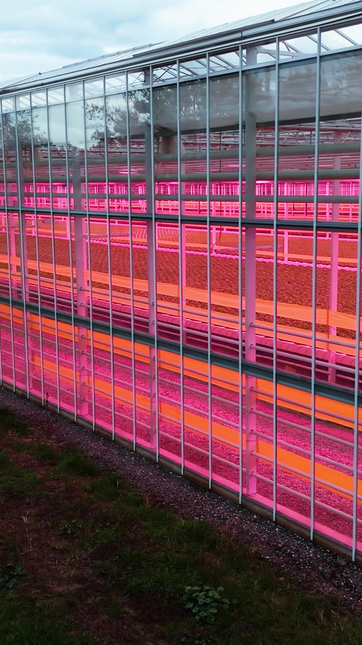 高科技农业温室，粉红色LED植物生长灯明亮地照射着视频素材画面2