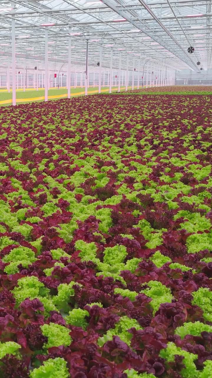 在广阔的温室水培排中种植红色和绿色生菜视频素材画面1