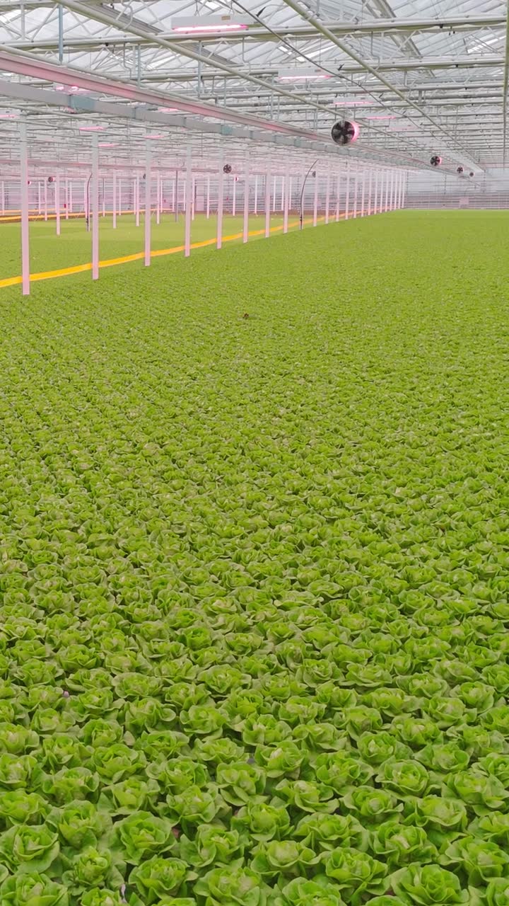 商业水培温室内部，成排鲜绿生菜植物正在生长视频素材画面1