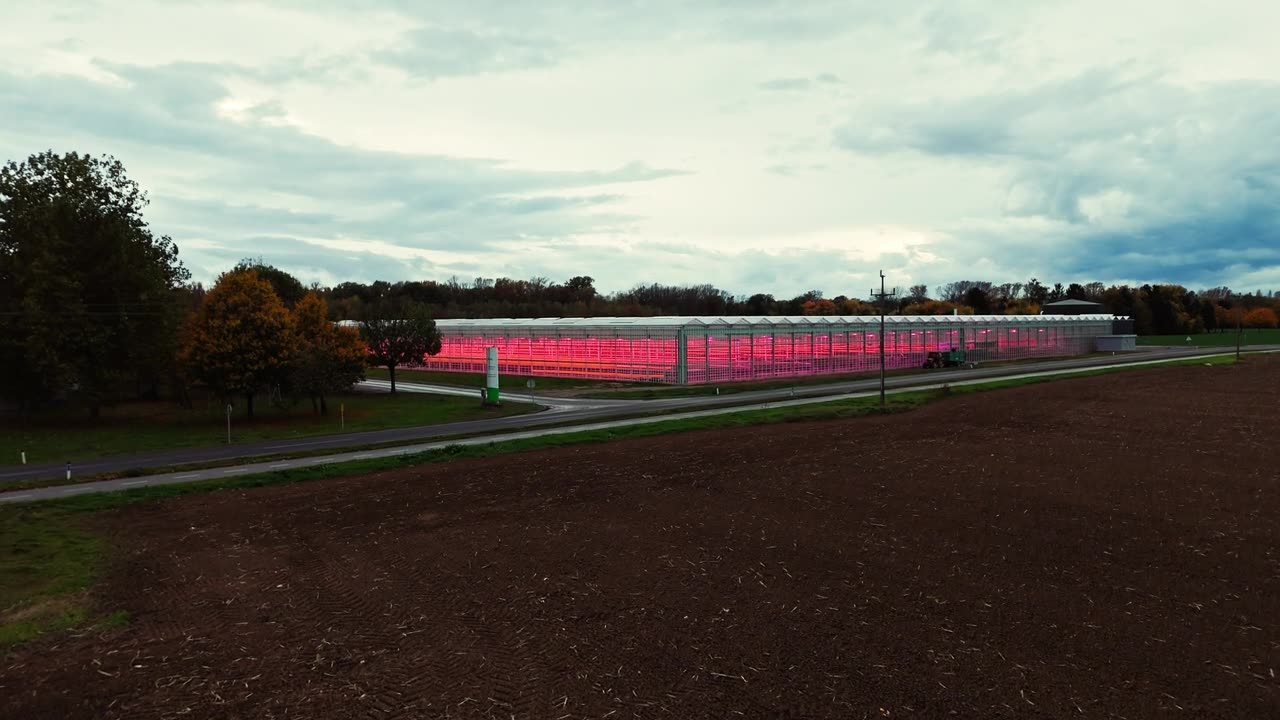 高科技温室，采用粉色LED植物生长灯照亮植物栽培视频素材画面1