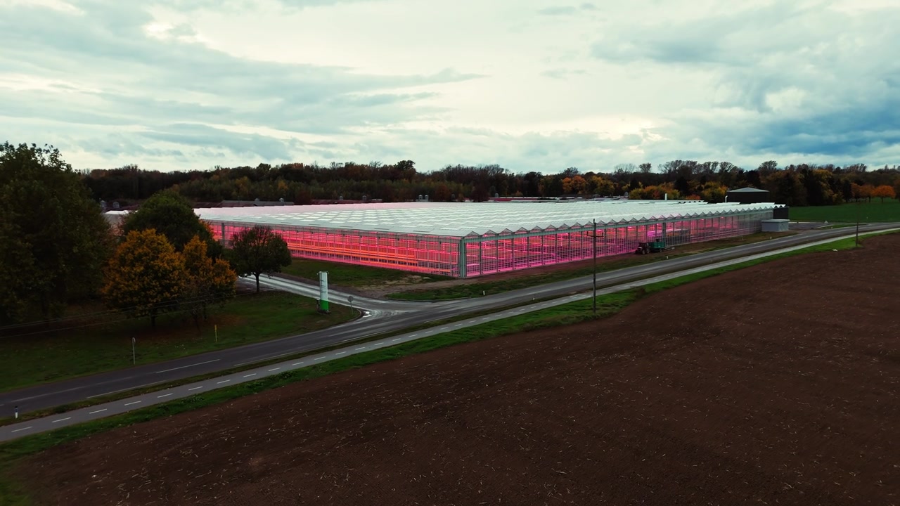高科技温室，采用粉色LED植物生长灯照亮植物栽培视频素材画面3
