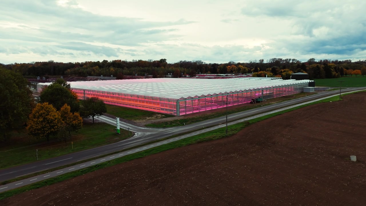 高科技温室，采用粉色LED植物生长灯照亮植物栽培视频素材画面4