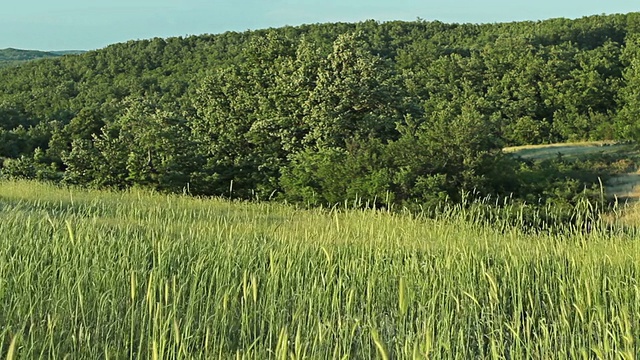 模糊的草地与绿色的田野和山的背景，HDR拍摄视频素材