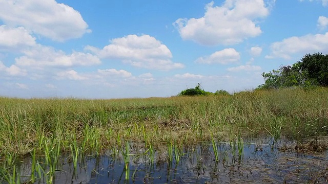 佛罗里达大沼泽地视频素材