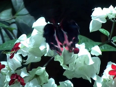 PAL:猩红摩门教蝴蝶(Papilio rumanzovia)视频素材