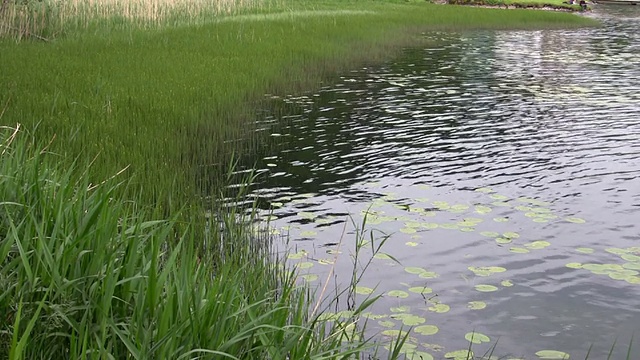 湖滨(高清)视频素材