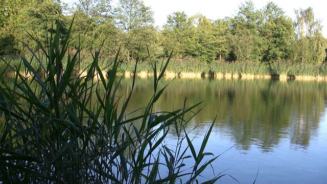 池塘岸边的宁静景象。视频素材