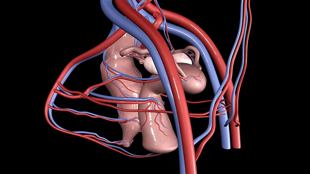 子宫，输卵管和卵巢视频下载