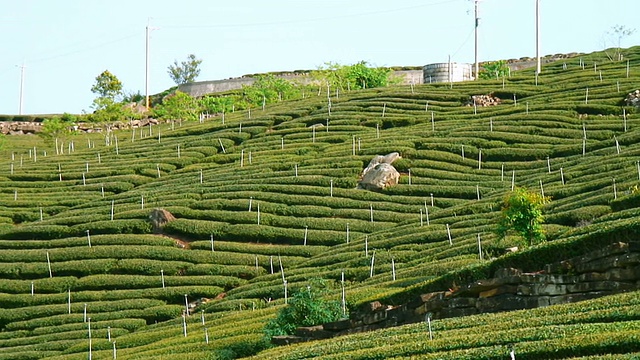 茶园详情(盘)视频素材