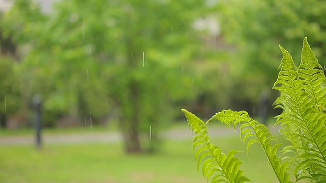 热带的背景视频素材画面1