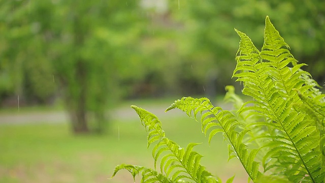 热带的背景视频素材画面1
