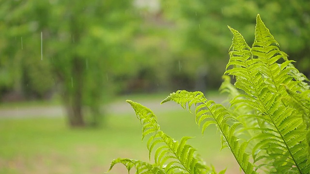 热带的背景视频素材画面2