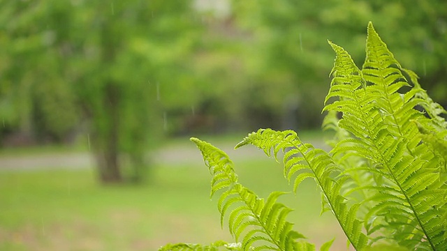 热带的背景视频素材画面4