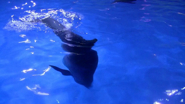 海豚在水族馆。视频素材