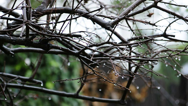 雨天视频下载