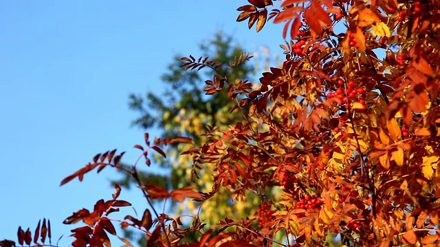 专注于花楸和花楸视频素材