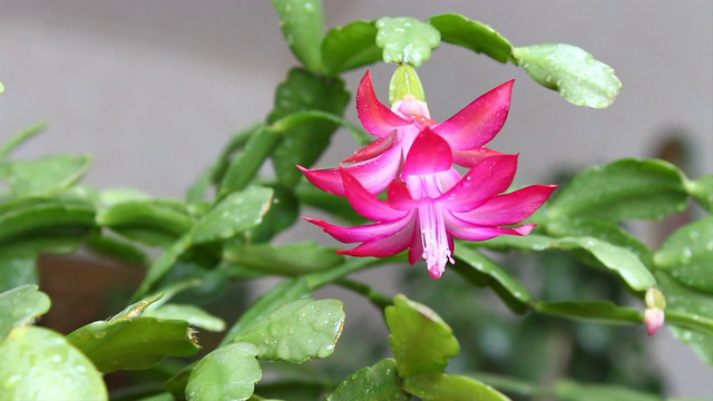 Schlumbergera。视频素材