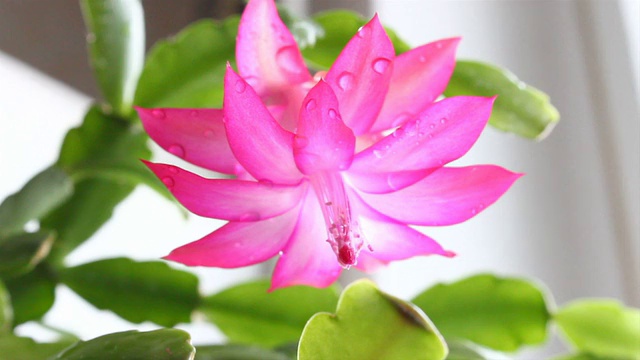 Schlumbergera。视频素材