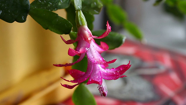 Schlumbergera。视频素材