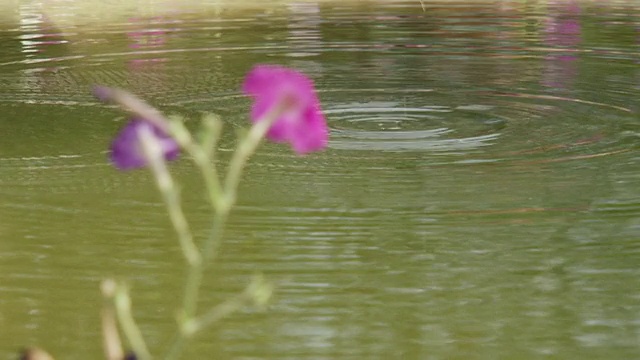 背景是花和池塘视频素材