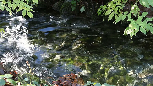 鲑鱼产卵海峡急流视频素材