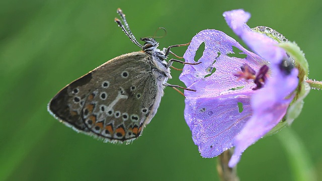 蝴蝶(伊卡洛斯Polyommatus)视频下载