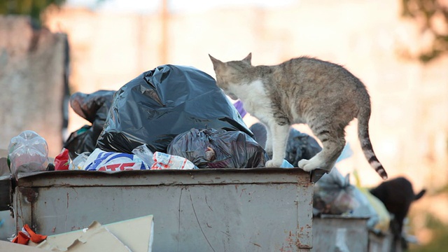 无家可归的猫在垃圾里找食物视频素材