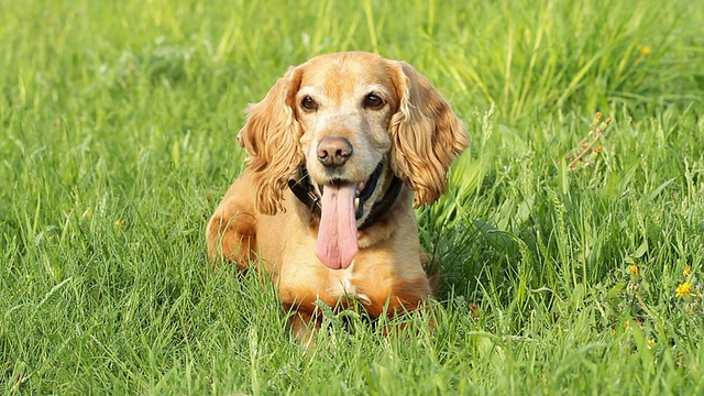 可卡犬视频素材