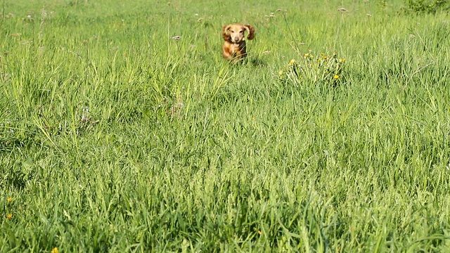 考风可卡犬视频素材