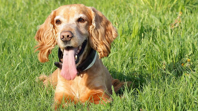 可卡犬视频素材