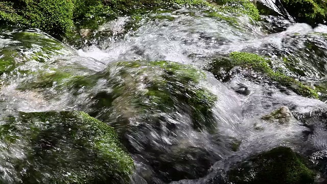 森林里的急流视频素材