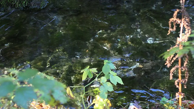 浅产卵水道的鲑鱼视频素材