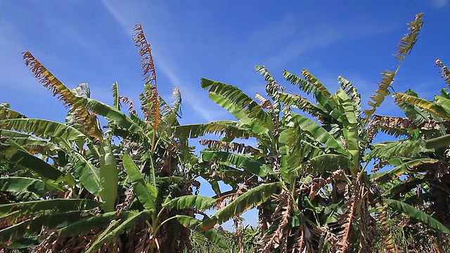 香蕉树视频下载