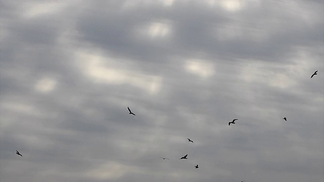 梦幻般的天空上的海鸥视频下载