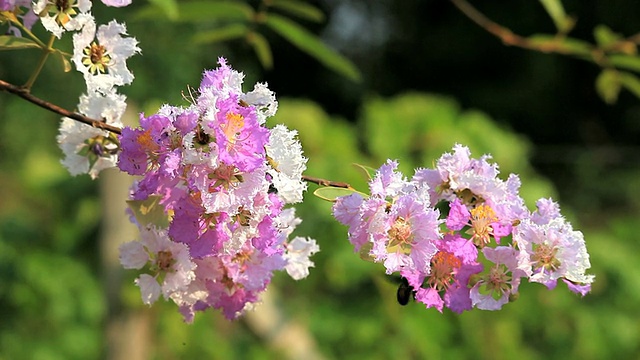 木蜂和花视频素材