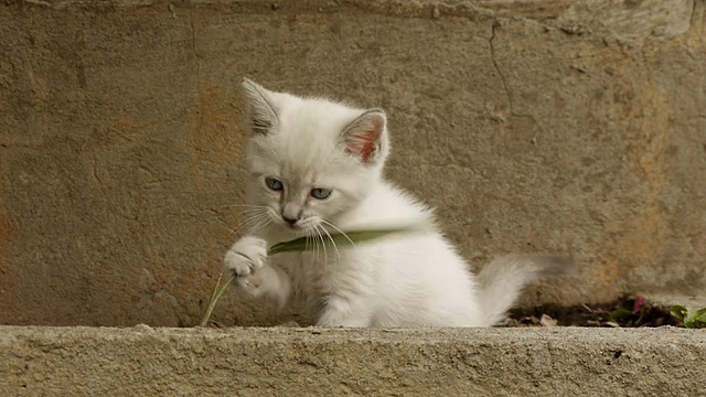 小猫斗草梗(高清)视频素材