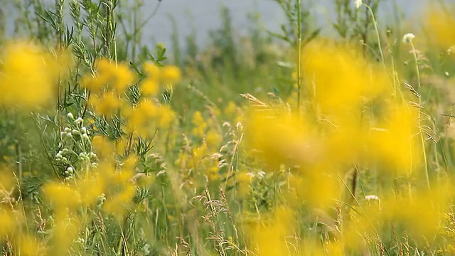 辐射,警告标志。视频素材