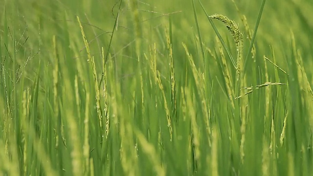 大米的农场视频素材